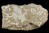 Ordovician Bryozoans (Chasmatopora) Plate - Estonia #98011-1
